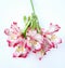 Bouquet of White and Pink Alstroemeria flowers