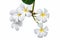 Bouquet white plumeria isolated on white background,frangipani plower