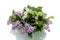 Bouquet of white and purple lilac flowers with green leaves