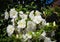 A bouquet of white rhododendron azalea flowers.