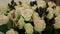 Bouquet of white roses with berries and cinnamon. close up.