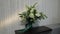 Bouquet of white roses flowers. Wedding bouquet of bride on sofa. Morning preparations of newlyweds