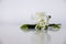 A bouquet of white roses is placed on a white background