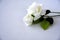 A bouquet of white roses is placed on a white background