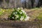 A bouquet of white spring forest anemones