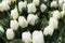 Bouquet of white tulips