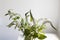 bouquet of white veronica with white bells in a tall narrow vase on a grey table on the white background