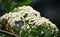 Bouquet of White Yellow Tiny Flowers of Hogweed Plant - Tetrataenium Rigens - Heracleum Candolleanum