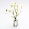 Bouquet of wild daisies in a small pharmacy bottle on a white background