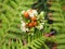 Bouquet of wild flowers on the coast of dexo, la coruÃ±a, galicia, spain, europe