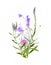 Bouquet of wild flowers, field bell, carnation flower, lavender, on a white canvas background. Top view, close-up.