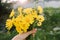 Bouquet of wild flowers in hand