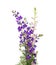 Bouquet of wild flowers isolated