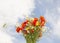 bouquet of wild flowers poppies daisies on the sky background