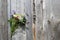 A bouquet of wild flowers tucked between the boards on the fence