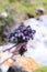 Bouquet of wild mountain herbs thyme and oregano. Hand with a bouquet on a natural background