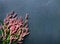 Bouquet of wild pink flowers on a dark gray granite background