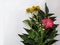 Bouquet of wild plants flowers on white background