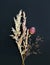 Bouquet of Wild plants, Withered field cereal, Flowers isolated on black Background