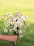 A bouquet of wildflowers daisies gives a child\'s hand