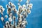 Bouquet of willow twigs branches on light blue background, sunlight, spring, easter concept, copyspace