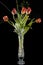 Bouquet of withered flowers on black background, faded tulips studio photo, 5 flowers begin to fade, 5 tulips in a vase, red orang