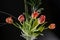 Bouquet of withered flowers on black background, faded tulips studio photo, 5 flowers begin to fade, 5 tulips in a vase, red orang