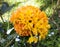 Bouquet of yellow Azalea flower