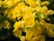 Bouquet of The Yellow Begonia Flowers Blooming