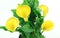 Bouquet of yellow Calla Lily,