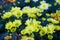 Bouquet of yellow chrysanthemums on a white background. Yellow flowers on a white background. Flowerpot of yellow chrysanthemums o