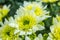 Bouquet of yellow chrysanthemums on a white background. Yellow flowers on a white background. Flowerpot of yellow chrysanthemums o