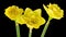 Bouquet of yellow daffodils. Narcissus. Blooming of beautiful yellow flowers on black background, Daffodil. Timelapse