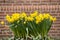 Bouquet of yellow daffodils, one of the symbols of spring.