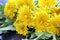 A bouquet of yellow dandelions is on the table