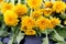 A bouquet of yellow dandelions is on the table