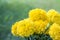 Bouquet of yellow flowers, American marigold.