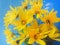 A bouquet of yellow flowers of Jerusalem artichoke under glass with water drops. Yellow daisies on a blue background. Floral