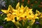 Bouquet of yellow lilies in a flower bed.