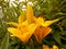 A bouquet of yellow lilies right on the flower bed. Close-up.