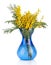 Bouquet of yellow mimosa acacia flowers in blue glass vase