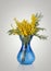 Bouquet of yellow mimosa acacia flowers in blue glass vase