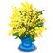 Bouquet of yellow Mimosa in blue vase