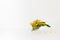 Bouquet of yellow mimosa flowers stands in a decorative bicycle on a white background with a copy space. The concept of March 8,