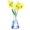 Bouquet of yellow narcissus with green leaves in a glass vase or bottle, fresh daffodil flower isolated, hand drawn