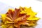 A bouquet of yellow and orange maple leaves on a table in the cafe. Colorful autumnal leaves close up