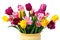 Bouquet of Yellow, Pink and Purple Tulips