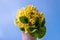 Bouquet of yellow primrose primula flowers in vase