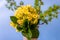 Bouquet of yellow primula flowers with larch twig