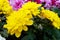 Bouquet of yellow and purple beautiful chrysanthemum